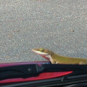 Hitchhiker on my way to work