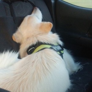 Passed out