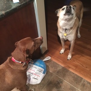 Dogs arguing over turkey