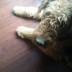 Post dirt digging