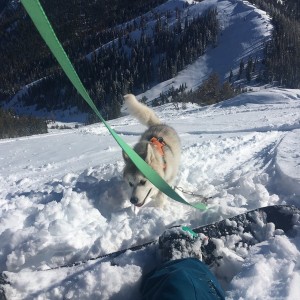 Puppy's first ski run!