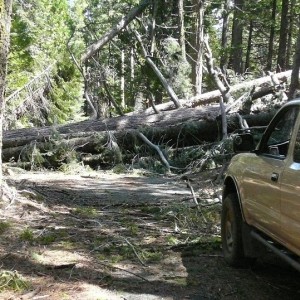 Trees Down on narrow forest road