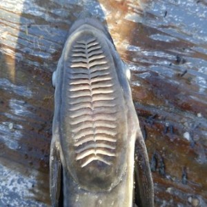Cool shark sucker. Echeneis naucrates
