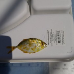 Cool colorful little buggar
