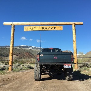 Branding cattle today