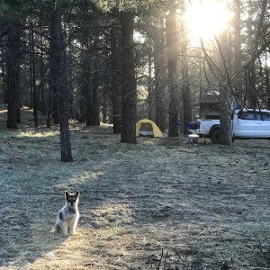 Adventure dog