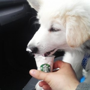 Pupachino