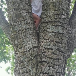 Who needs a tablet when there are trees to climb