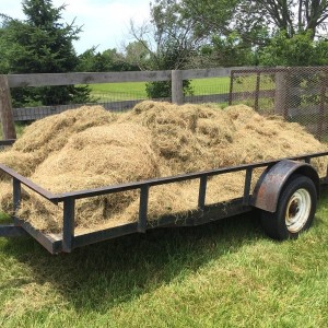 Dethatched the yard