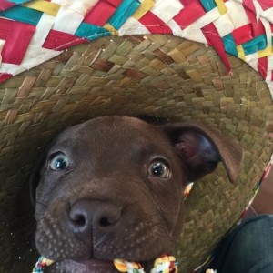 Doggo