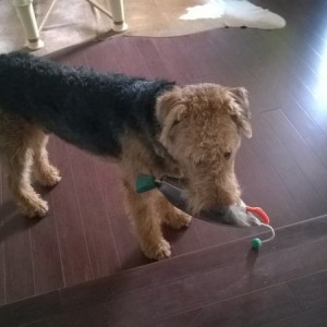 Dog thinks its go time