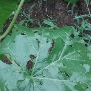 20170627_191027