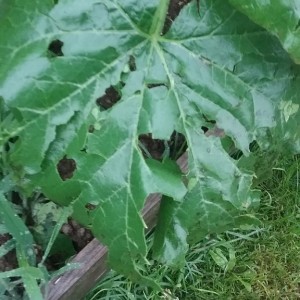 20170627_191016