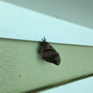 Day 2 this monster has been hanging around the apartment.
