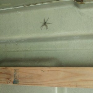 Shelob