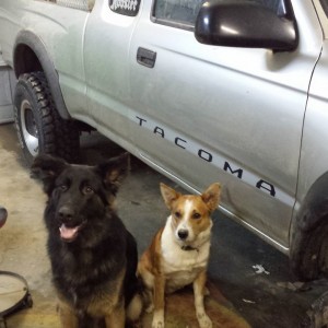 Door stickers and the pups