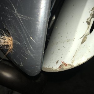 Hit A Deer