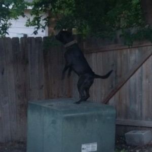 Ranger
