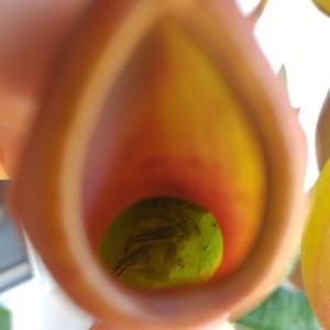 Pitcher plants doing work on roaches...