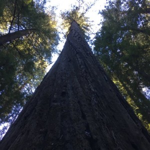Redwoods Redcrest California