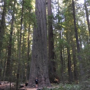 Redwoods Redcrest California