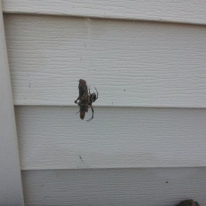 Yellow garden spider