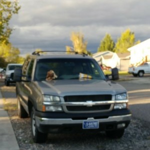 More of the stupid neighbors.