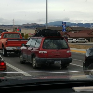 3 large, fat, furry dogs crammed in the Forester. They could hardly move...