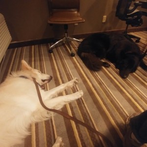 Ying-Yang