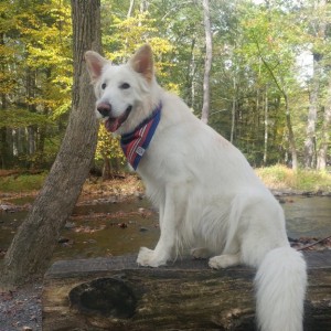 Barktoberfest 2017