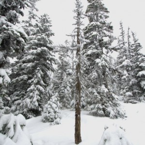 Washington Pass