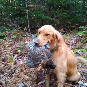 Tucker With Grouse