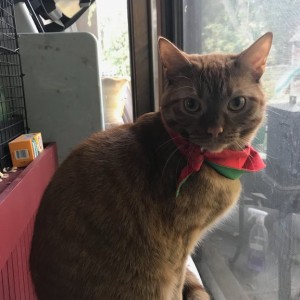 Ollie the cat does not care for Christmas Spirit