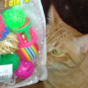 Twss Cattoys1