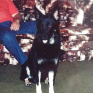Scout