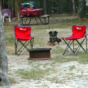 My dog