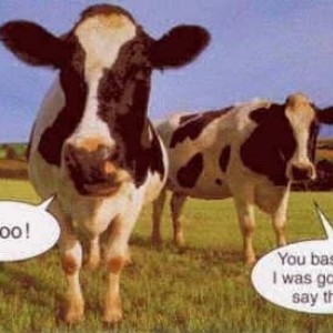 moo-46676