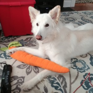 The great carrot