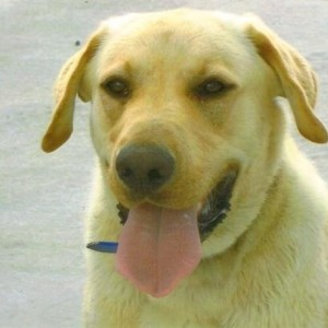 gus(my duck dog)4yrs old