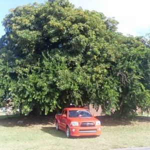 BIG TREE