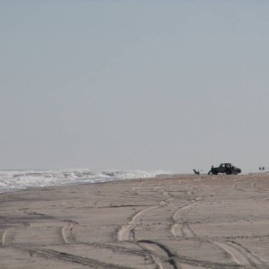 assateague_3-5-08_009