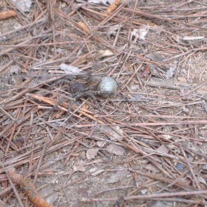 big ass wolf spider and egg sack that was under our tent