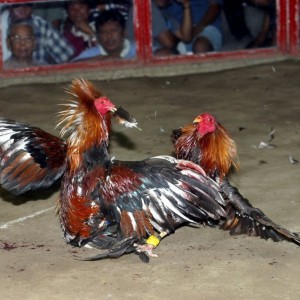 rooster_fight