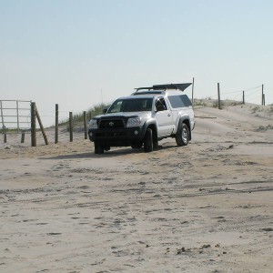 assateague June 1  2008