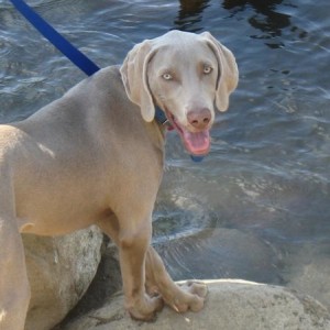my dog