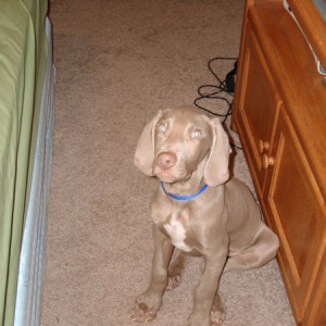Dog