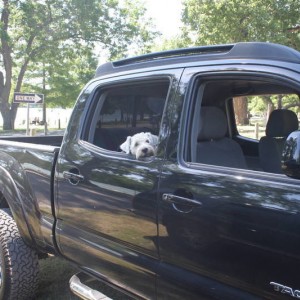 Dogs Rule!