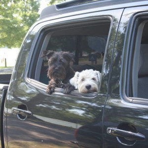 The schnauzers