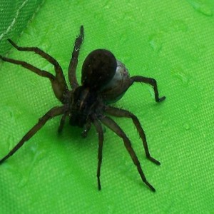 Big Backyard Spider