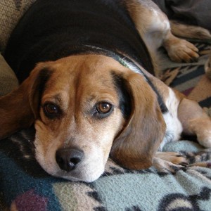 My dog